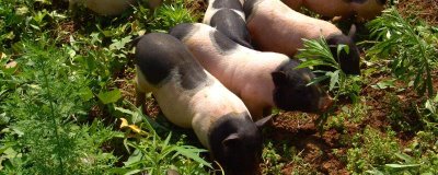 香豬的食物，可飼喂野草、稻谷等青綠飼料