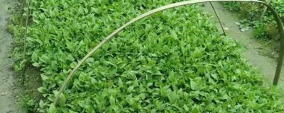 辛夷怎么繁殖，可采用播種、扦插等方法