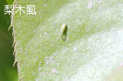 氯氰菊酯適合什么時(shí)候打，不同蟲害的防治時(shí)間和方式不同