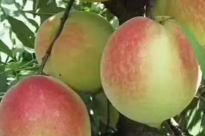 黑桃皇后的價(jià)格，品種不同價(jià)格也不同