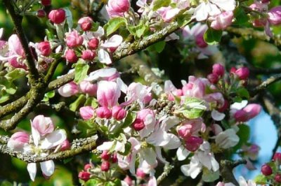 蘋果的開花期是什么時候，通常在4-5月份