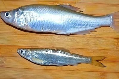 手竿釣白條魚怎么選餌料，可選自然餌料和商品餌料