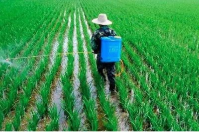 大蒜苗后用什么除草劑，可用精喹禾靈、二甲戊樂(lè)靈等