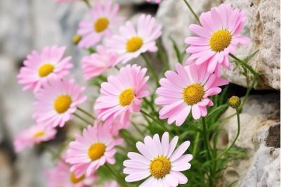 小雛菊的花語(yǔ)，寓意永遠(yuǎn)的快樂(lè)、深沉的愛(ài)意等