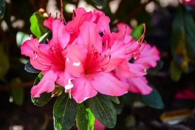 杜鵑花的花語(yǔ)，寓意繁榮昌盛、真誠(chéng)的愛(ài)等
