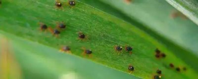 玉米葉螨病，主要為害玉米葉片