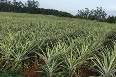 種植菠蘿的條件，年降雨量需達(dá)到500-2800毫米