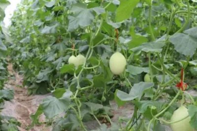 甜瓜株距行距是多少，根據(jù)甜瓜品種而定