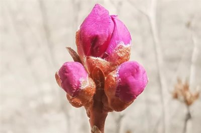 朝鮮的國(guó)花是什么，是金達(dá)萊