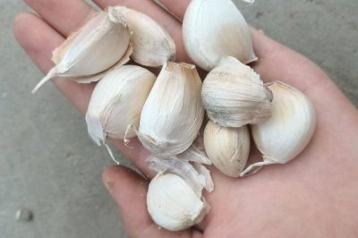 大蒜的種植方法，播種前曬種