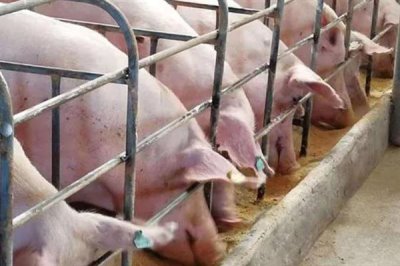 豬飼料能不能長期添加葡萄糖，葡萄糖不可以長時間使用