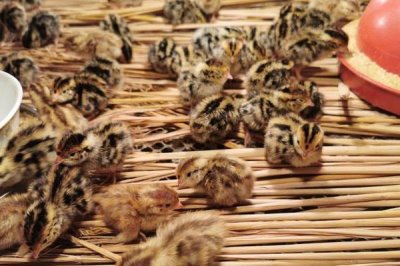 養(yǎng)殖鵪鶉為什么會賠錢，其死亡率高且競爭力大