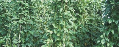 豇豆的田間管理技術(shù)，初生葉出現(xiàn)時(shí)應(yīng)查苗補(bǔ)苗