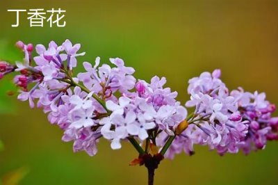 紫色花卉的花語，不同花卉的花語不同