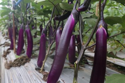茄子結(jié)果多久成熟，大約10天左右成熟