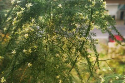 云竹開(kāi)花的寓意，寓意幸福美滿(mǎn)、永恒不變等