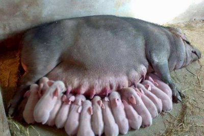 母豬產(chǎn)仔后不吃食怎么處理，首先一定要改變?nèi)占Z的配方