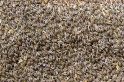 蜂群合并后第二天是什么狀態(tài)，秩序一般會(huì)恢復(fù)正常