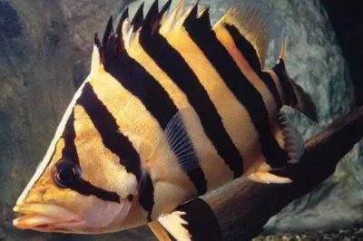 皇冠十二間虎魚好不好養(yǎng)，飼養(yǎng)難度不大