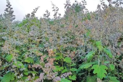 防除博落回可用什么除草劑，草甘膦、草銨膦、苯甲酸類除草劑等