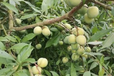 晚巨李的產(chǎn)地，寧夏、重慶等地均有種植