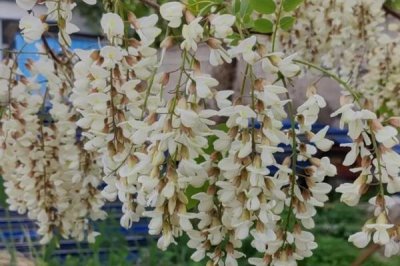 槐花的花語是什么，寓意美好向往、脫塵出俗等