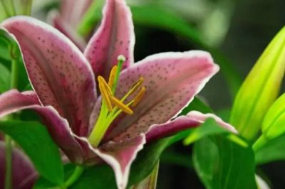 百合花的寓意，寓意百年好合、偉大的愛等