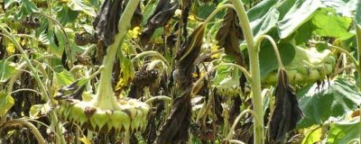 怎么防治油葵菌核病，播種前可用菌核凈、萎銹靈等藥物拌種