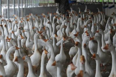 給小鵝喂土霉素有什么益處，可緩解應(yīng)激、預(yù)防及治療某些疾病