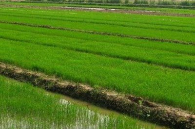 隆晶優(yōu)2911水稻種子介紹，秈型三系雜交晚稻遲熟品種