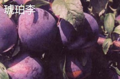 早紅李的產(chǎn)地，原產(chǎn)于日本