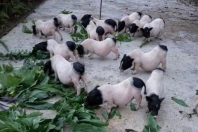 巴馬香豬怎么養(yǎng)殖，室外溫度超過20℃時可進(jìn)行放牧