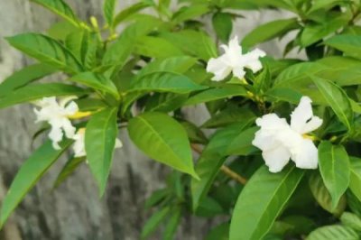 白色花卉品種，包括水仙花、梔子花、茉莉花等種類
