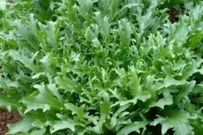 哪些特色蔬菜品種具有種植前景，補(bǔ)血菜、菊苣、高鈣菜等品種可以考慮