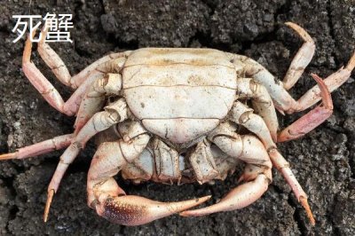 活蟹怎么保存時(shí)間長(zhǎng)，通常用水養(yǎng)起來(lái)比較好