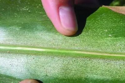 玉米葉螨病，主要為害玉米葉片