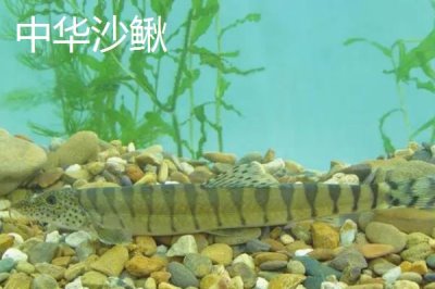 泥鰍苗價(jià)格，品種不同價(jià)格不同