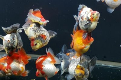 金魚吃多了翻肚怎么治，首先要做的就是立刻停止喂食