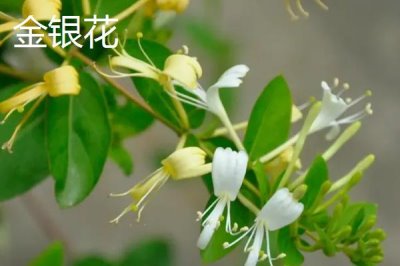 泰國的國花是什么花，是金蓮花