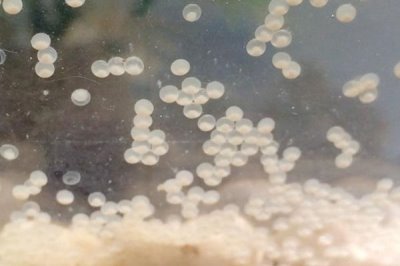 金魚魚卵是啥樣的，剛出生的時候是淡黃色半透明狀的