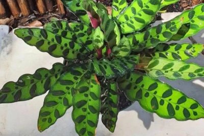 養(yǎng)殖箭羽竹芋的方法及注意事項(xiàng)，需使用疏松肥沃的腐殖土