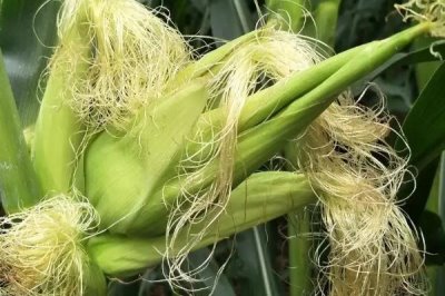 玉米香蕉穗的防治方法,一定要適期播種