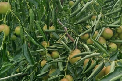 冬棗的種植環(huán)境要求，需具備充足的光照、土壤需足夠肥沃