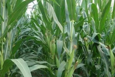 P6512玉米品種簡介，中抗大斑?。?MR）