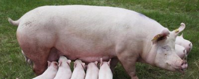 母豬嘔吐的原因和治療方式，可能是飼料發(fā)霉、感染寄生蟲(chóng)等因素所導(dǎo)致