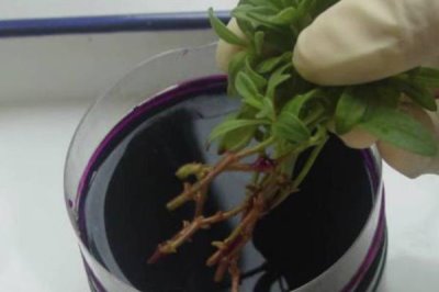 高錳酸鉀在養(yǎng)花中的應用，是一種強氧化劑