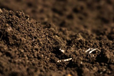種植菠蘿的條件，年降雨量需達(dá)到500-2800毫米
