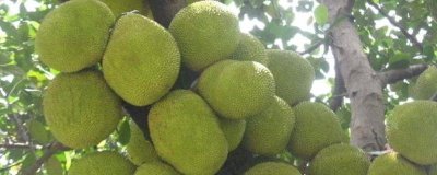 菠蘿蜜長(zhǎng)在哪里，長(zhǎng)在粗壯的樹干上