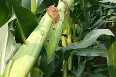 邢玉10號玉米品種簡介，注意防治病蟲害