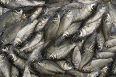 鯽魚怎么養(yǎng)，水質很重要